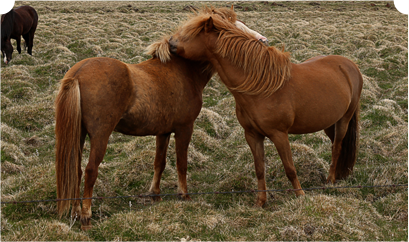 Horseback Riding